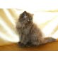 Jimmy Neutron, Perser in Chocolate und Lilac - Kater