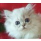 Jimmy, Perser - Kater