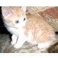 Jimmy, Rot-weiße Babykatze - Kater