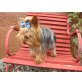 Jimmy , Yorkshire Terrier - Rüde