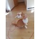 Jimmy und Jacky, Hauskatze - Kater
