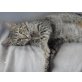 Jingle Bell, Grau-Silber-Tiger - Katze