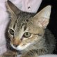 Joby, süßer - Kater