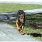 Jockey, DSH-Dobermann-Mix - Rüde