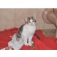 Jocy, EKH - Katze