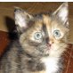 Jodi, Schildpatt - Katze