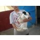 Jodie, Shelthi Mix - Hündin
