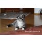 Joe, Australian Shepherd Dog Welpen - Rüde