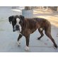 Joe, Boxer - Rüde