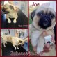 Joe, Mops-Mischling - Rüde