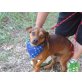 Joe, Rehpinscher-Dackel-Mischling - Rüde
