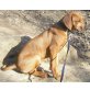 Joe, Rhodesian Ridgeback Welpen - Rüde