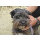 Joe, kleiner,lieber Familienhund - Rüde