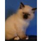 Joe von Burg Montfort, Heilige Birma - Kater