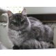 Joel, Maine Coon - Kater