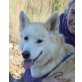 Joel- NOTFALL, Husky Mix - Rüde