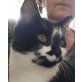 Joel, Pflegestelle in Plankstadt - Kater
