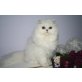 Joesy, Chinchilla-Perser - Katze