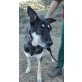 Joesy, Schäferhund-Mix - Hündin