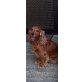 Joey, Englischer Cockerspaniel - Rüde