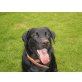 Joey, Labrador Retriever - Rüde