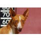 Joey, Podenco - Rüde