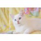 Joey, Ragdoll - Kater