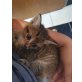 Joey, Tiger - Kater