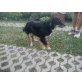 Joey, sucht Familie - Rüde