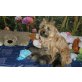 Jogi,Jasper, Cairn-Terrier Welpen - Rüde
