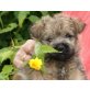 Jogi,Jasper, Cairn-Terrier Welpen - Rüde
