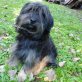 Jogi  ein lieber kleiner Sonnenschein, Tibet Terrier Mix - Rüde