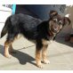 Johanna, bezaubernde Hündin sucht.., Schäferhund - Mix Welpen - Hündin
