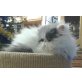 Johannstrauss Angelo, Perser - Kater