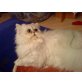 Johannstrauss Campari, Perser - Kater