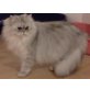 Johannstrauss Cortes, Perser - Kater
