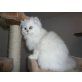 Johannstrauss Lord1, Perser - Kater