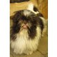 John-Boy, Shih Tzu Welpen - Rüde