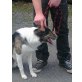 John, Collie-Mix (Notfall) - Rüde