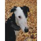 John, Galgo Espanol-Mix - Rüde