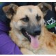 Johnny 4, Pinscher-Spitz-Mischlingsrüde - Rüde