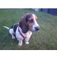 Johnny, Beagle / Basset - Rüde