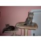 Johnny & Diego, Europäische Kurzhaarkatze - Kater