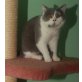 Johnny English, Britisch Kurzhaarkatze - Kater