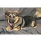 Johnny, Schäferhund-Dackel-Mix - Rüde