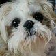 Johnny, Shih Tzu - Rüde