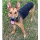 Johnson, Belgischer Schäfer Collie Mix - Rüde
