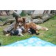 Joi / Chipsy, Australian Shepherd Dog Welpen - Hündin