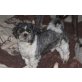 Jojo, Shih Tzu - Rüde
