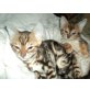 Jojo und Melin, Bengalkatze - Kater